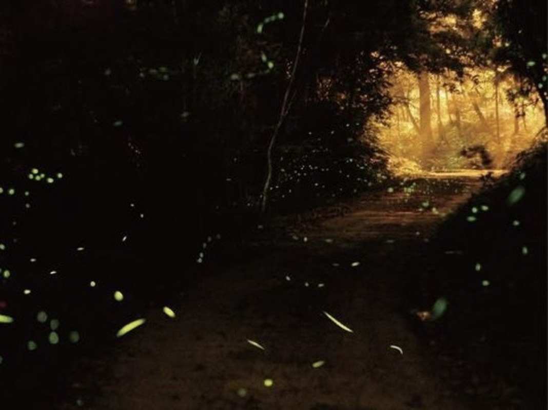 閃亮螢光派對｜夢幻生態夜遊體驗開始囉！