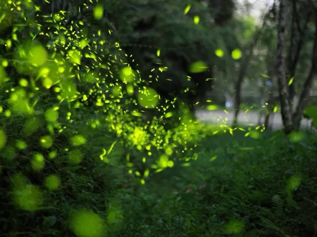 Shiny Party Night｜Themed Tour for Firefly Season