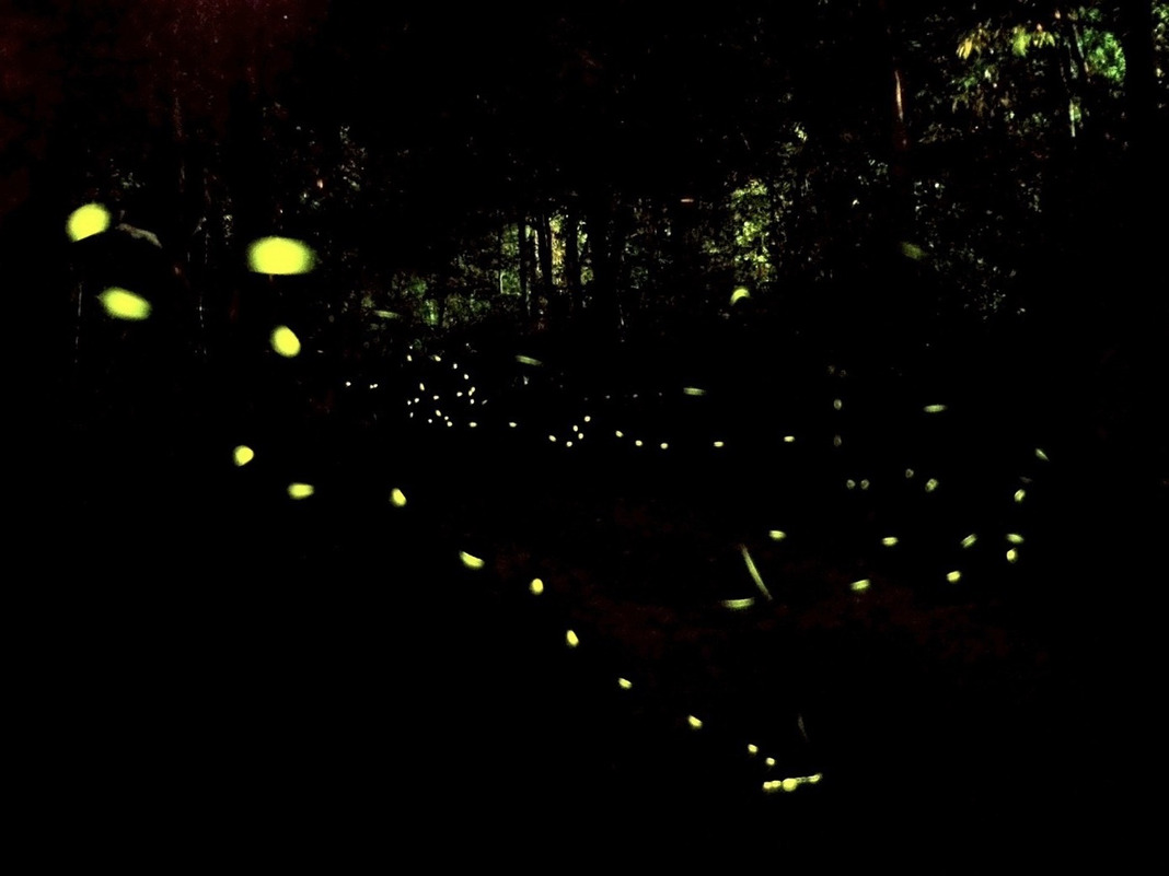 Shiny Party Night｜Themed Tour for Firefly Season