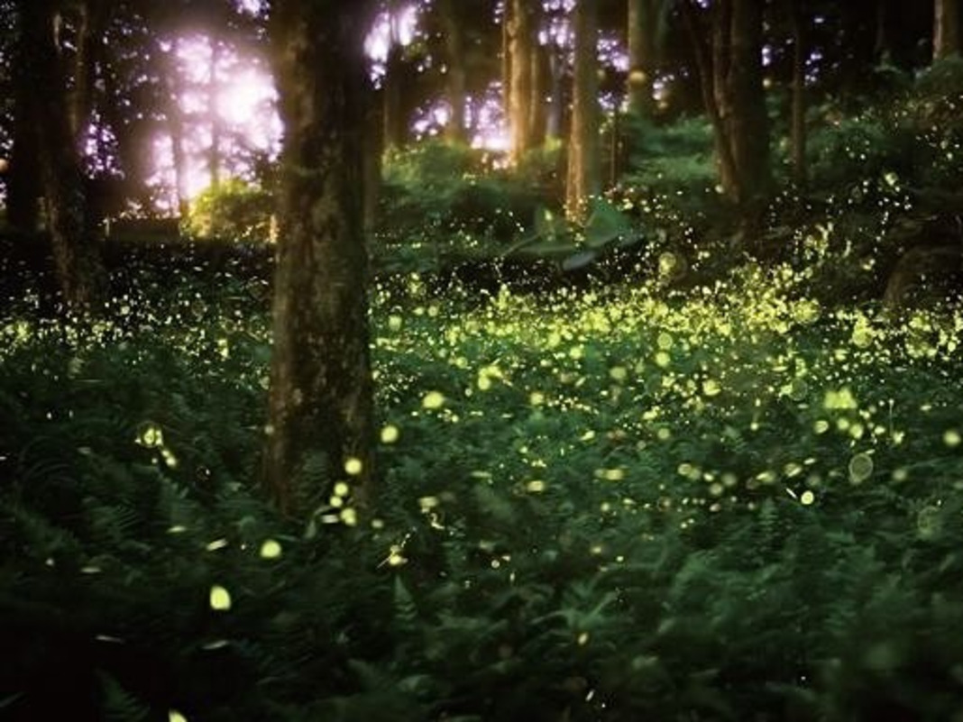 Shiny Party Night｜Themed Tour for Firefly Season